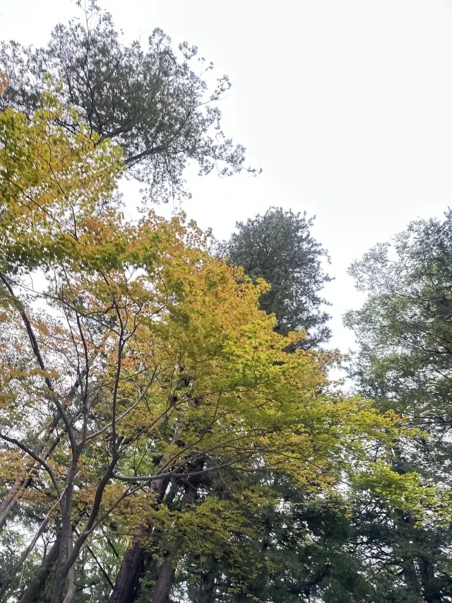ブラウンＶネックラメカーディガンで、長野県諏訪大社・下社秋宮へ_1_7