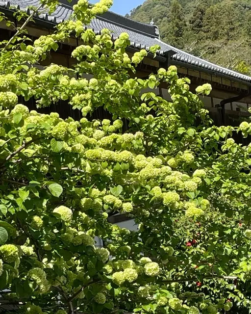 奈良長谷寺へ〜花癒しのドライブ_1_3-1