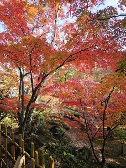 秋の紅葉とランチ_1_1