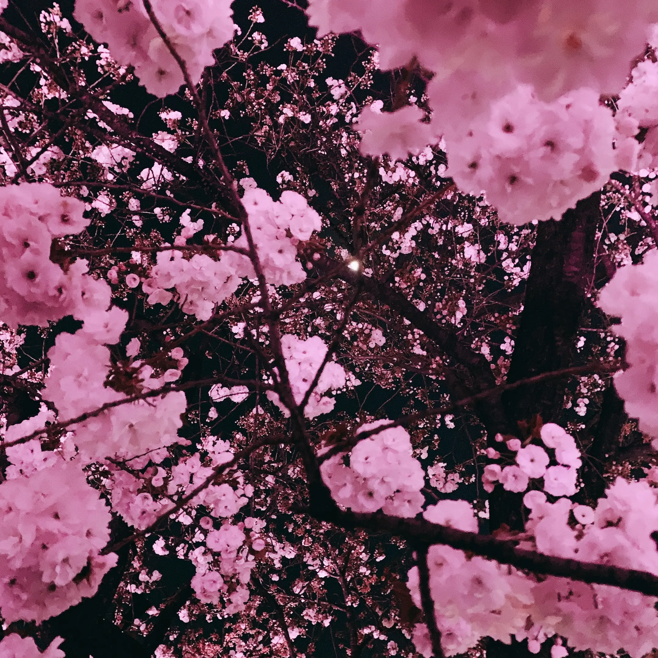 期間限定 ライトアップ夜桜　～幻想の世界～　新宿御苑×NAKID_1_2-1