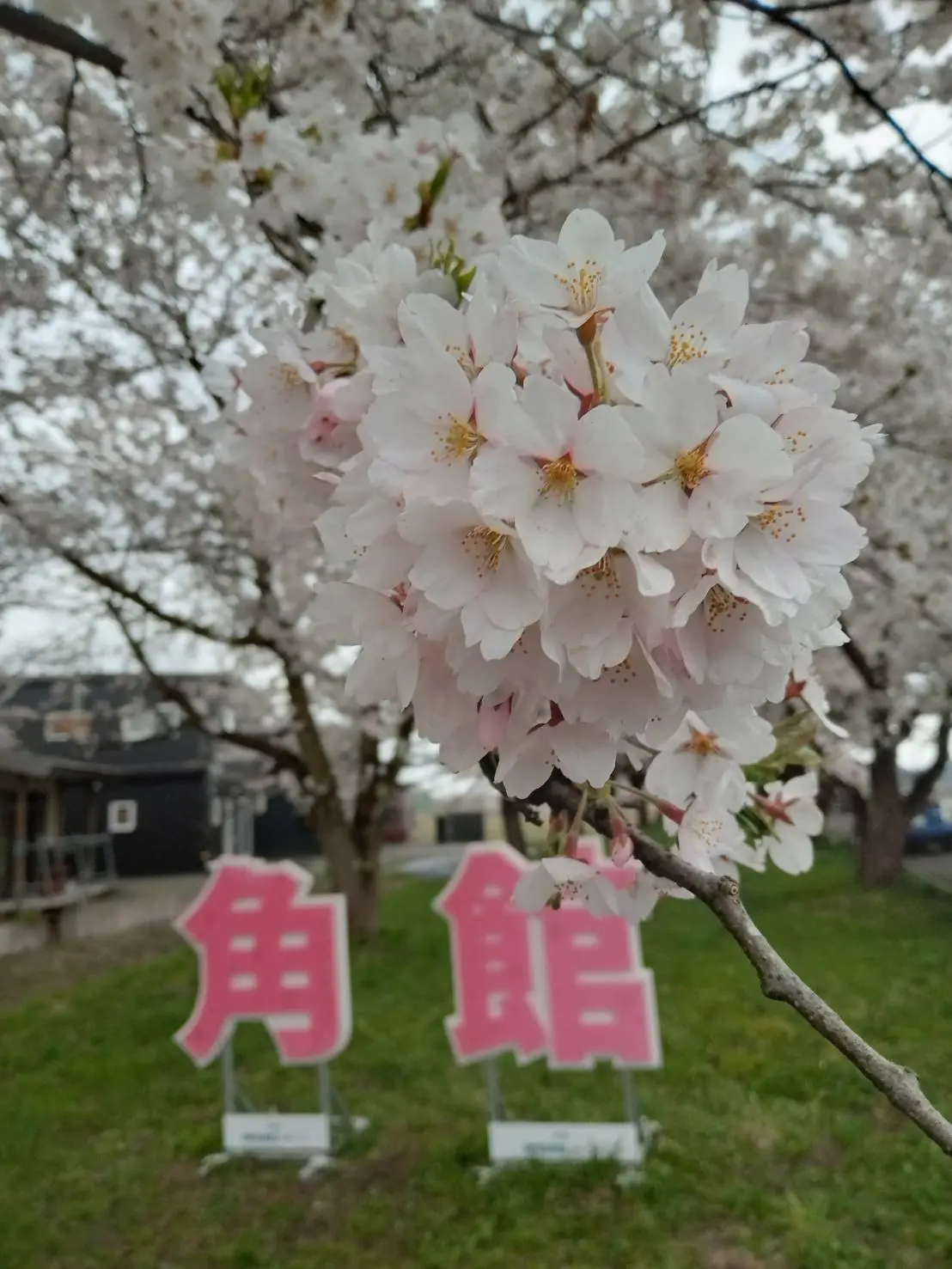 遅ればせながら、北国の桜が満開です。_1_3