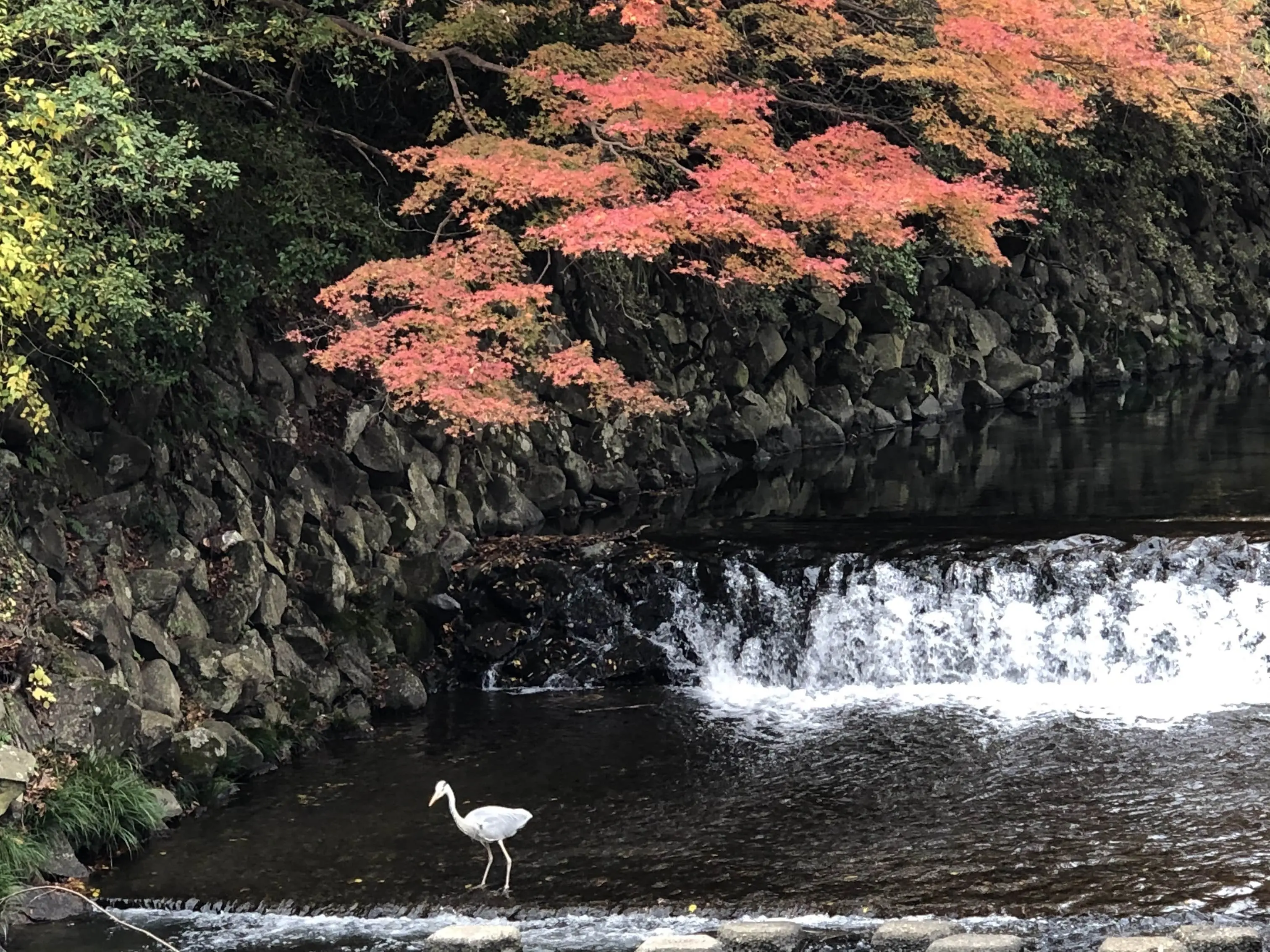 秋の景色を楽しむ♡京都の紅葉_1_19