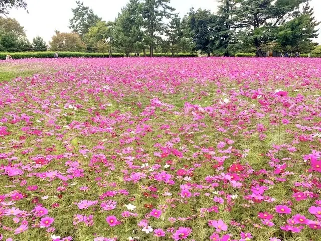 満開のコスモス畑〜私流、お花の撮り方ポイント〜 | チームJマダム