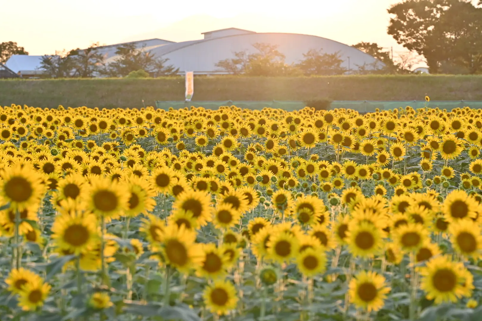 ひぐらし、夕暮れ、満開のひまわり♡_1_1