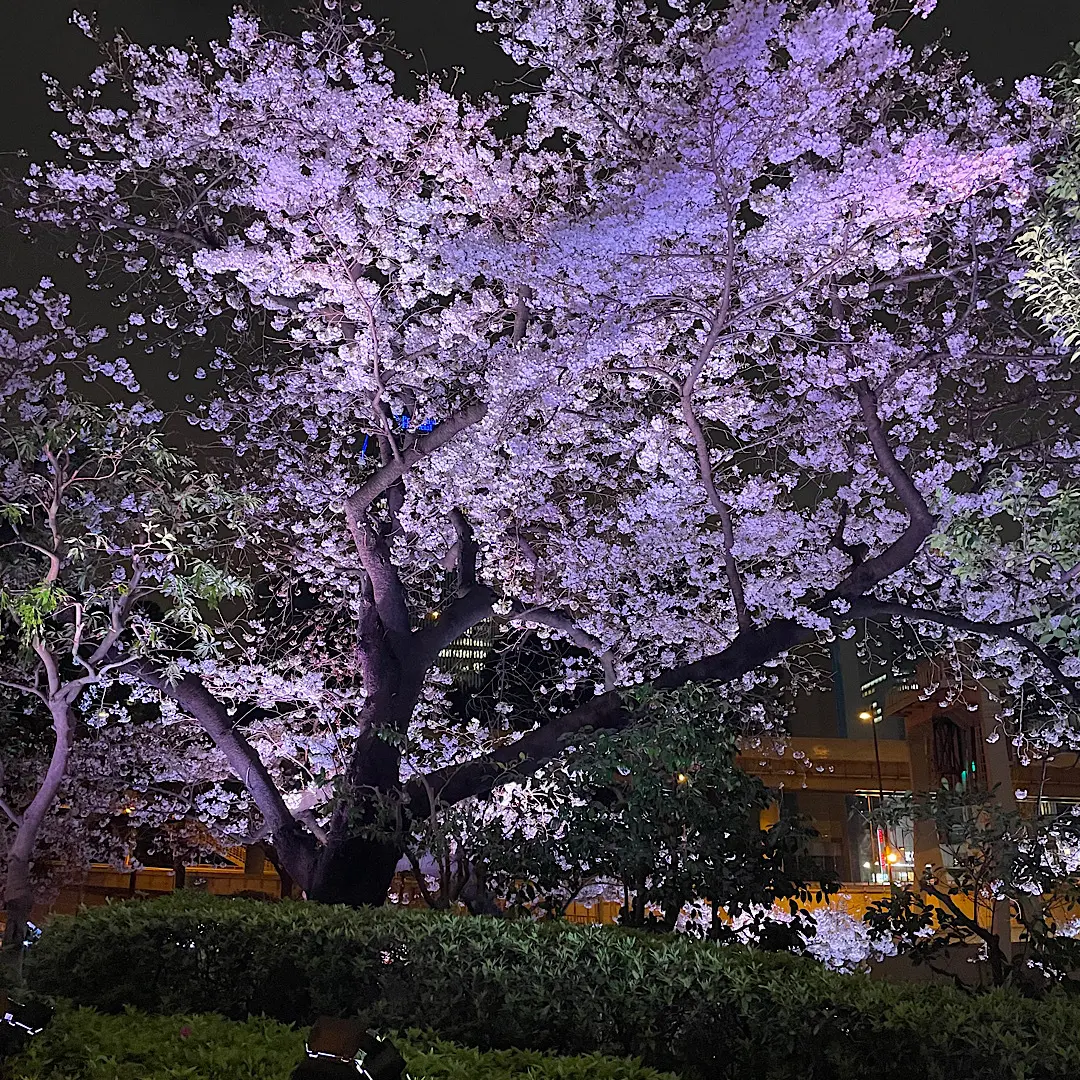 桜坂で桜_1_9
