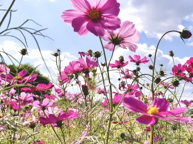 満開のコスモス畑〜私流、お花の撮り方ポイント〜_1_4