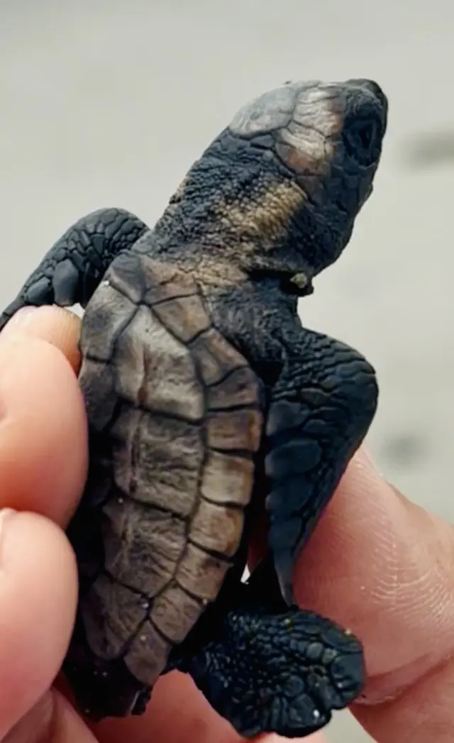 アカウミガメ