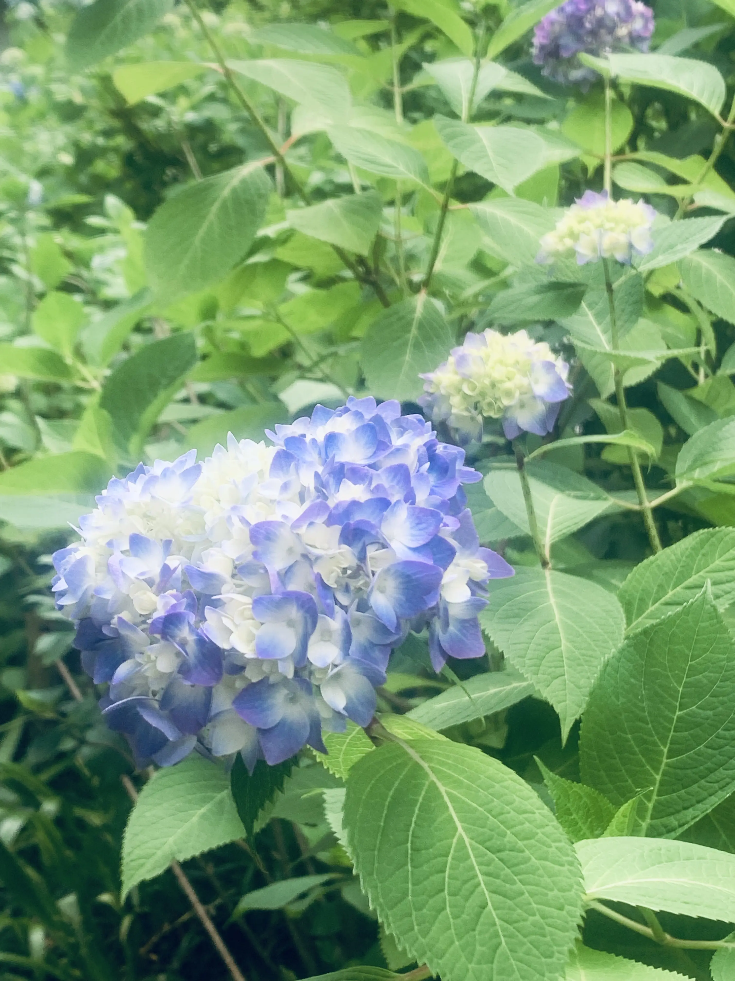明月院の紫陽花