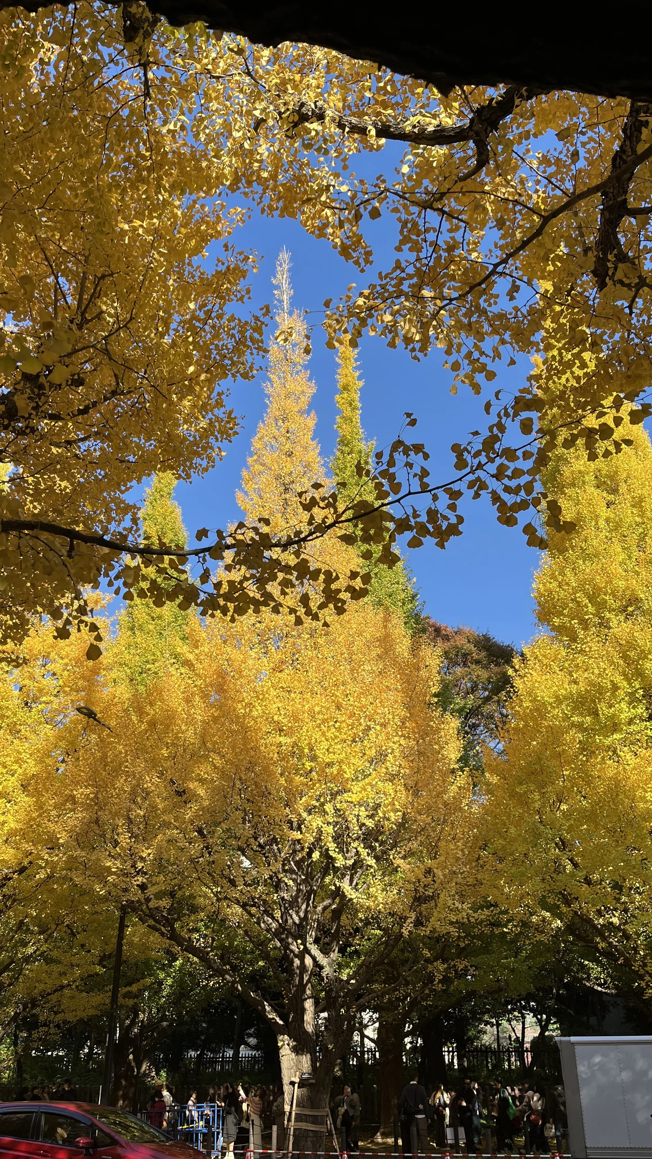 éclat エクラ　Jマダム　ブログ　北海道　札幌　トモコ　知子　ワイン　タカヒコ　曽我貴彦　ドメーヌタカヒコ　余市　小樽　収穫　ぶどう