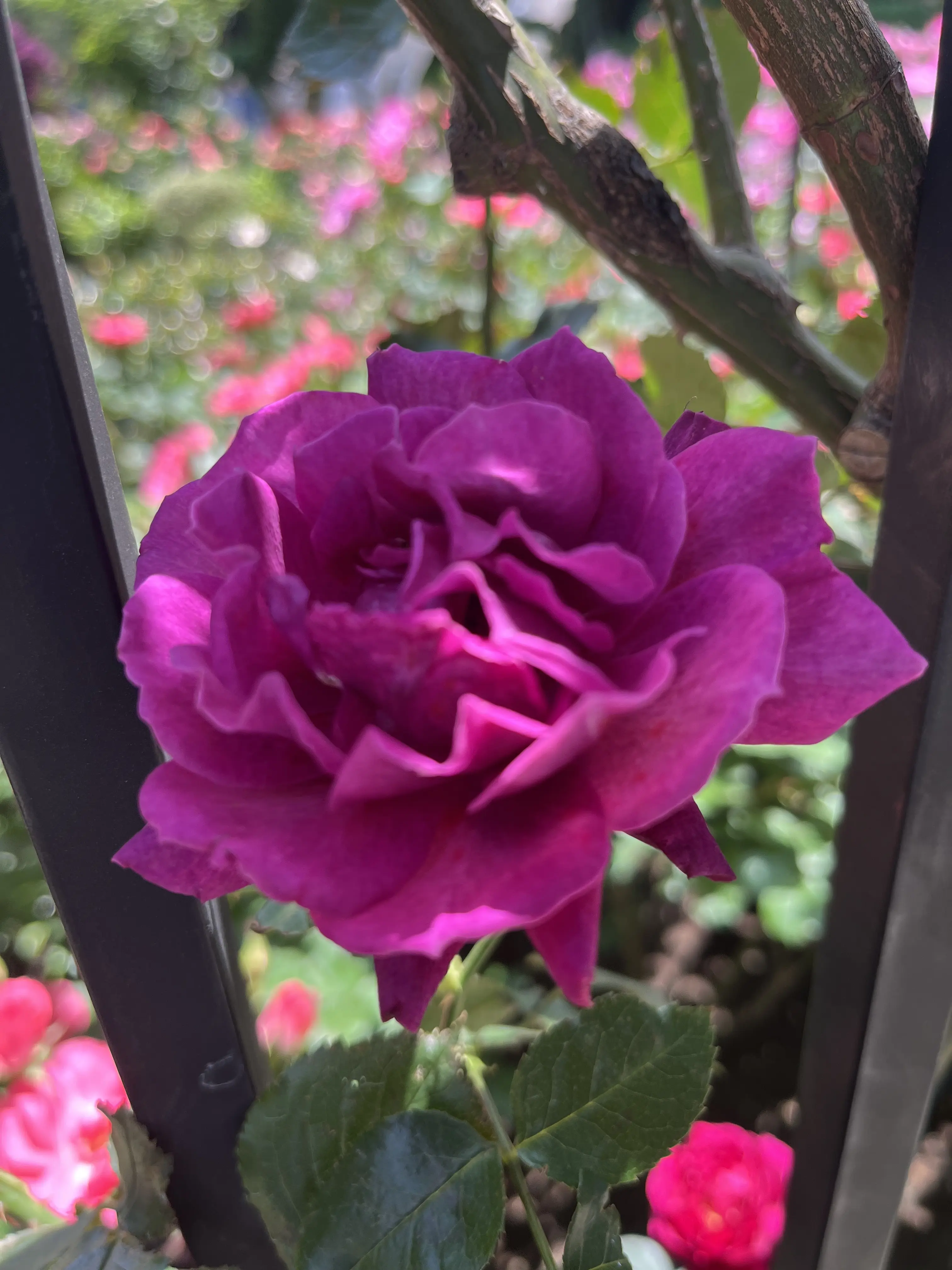 最近の〝花活〟_1_18