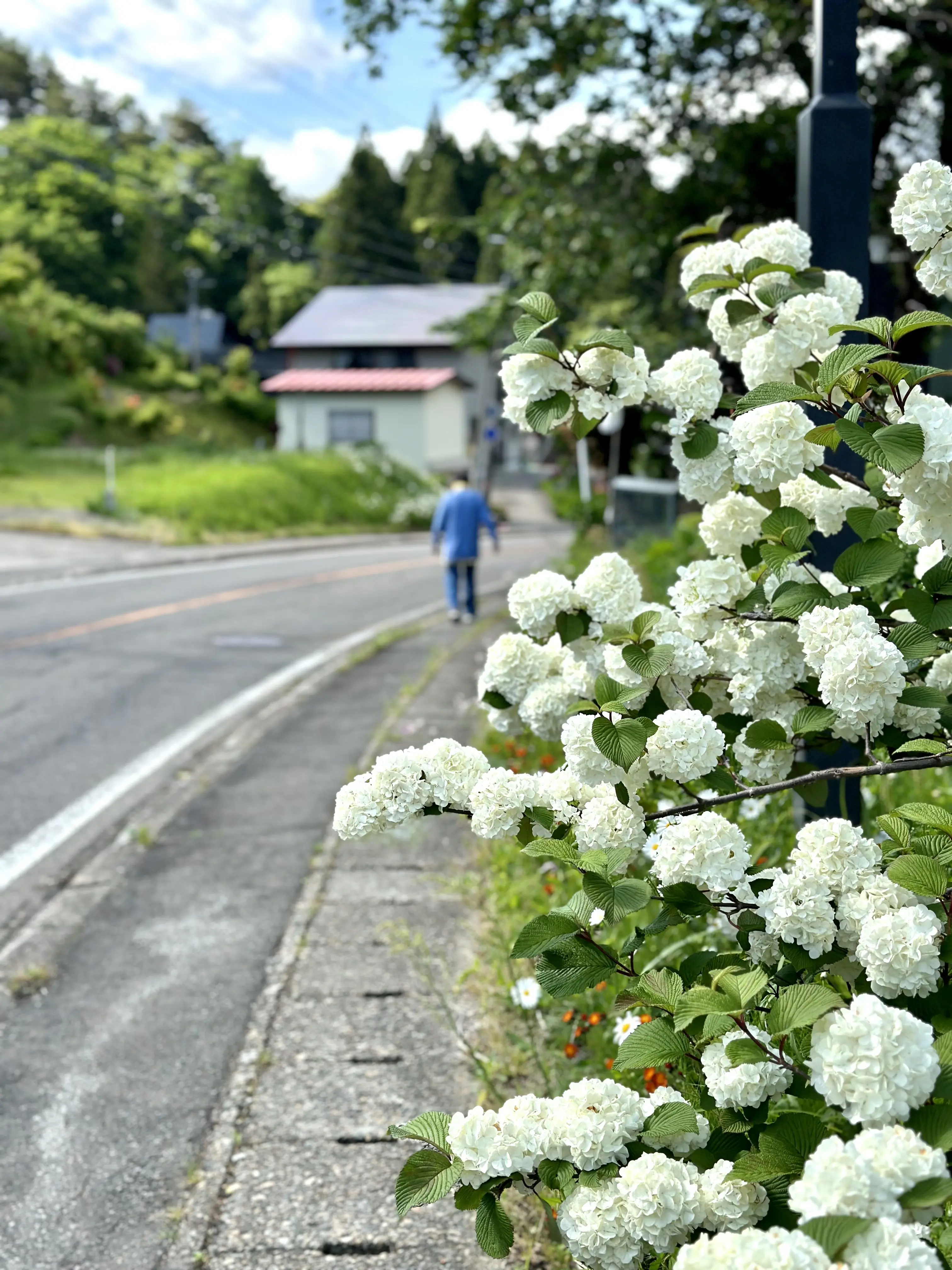 【秋田】雄大な自然と温泉を楽しむ旅ー秋田県小安峡温泉_1_17