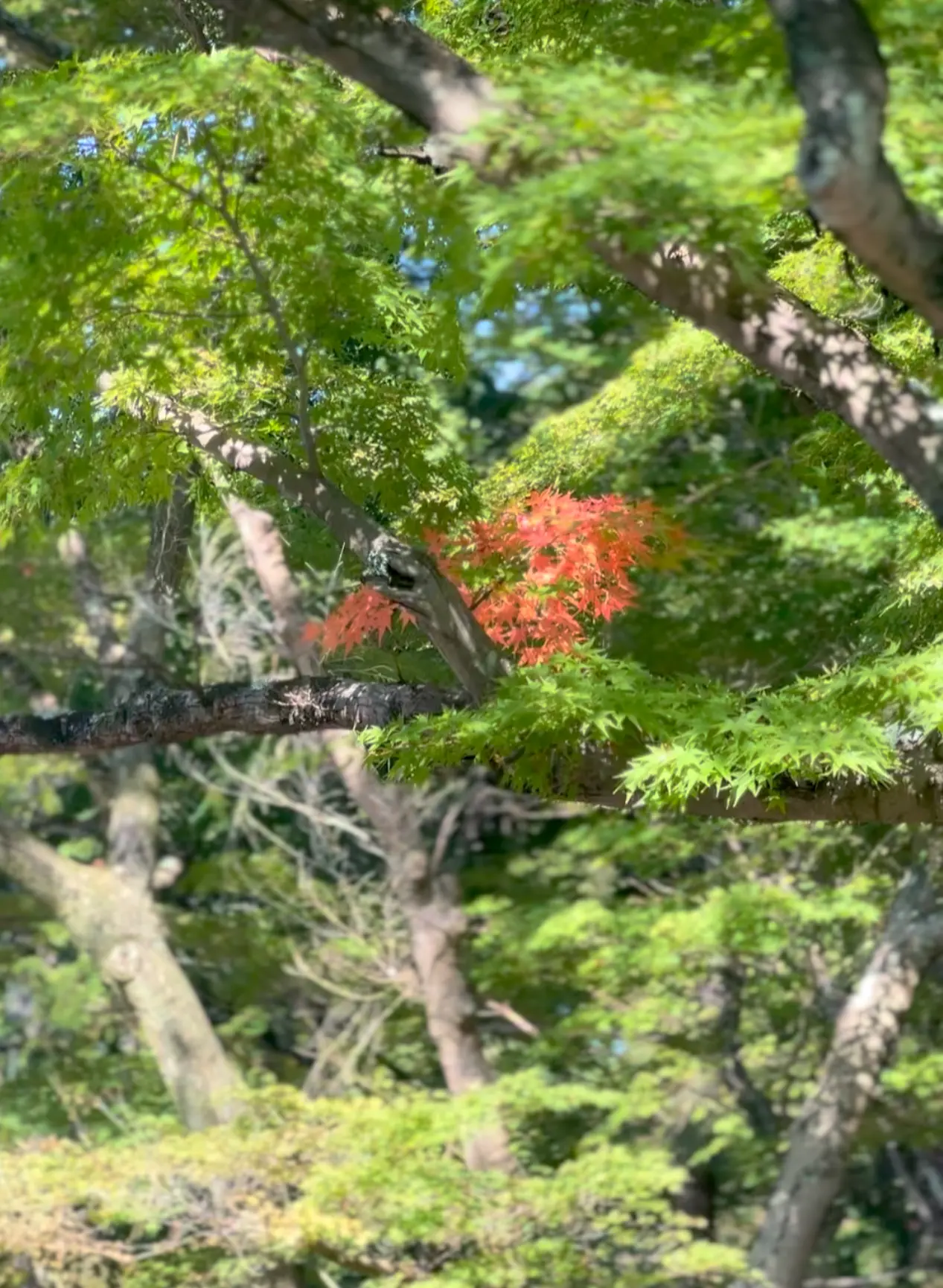 【京都】南禅寺🍁界隈でまったりお茶☕️はいかが?_1_1