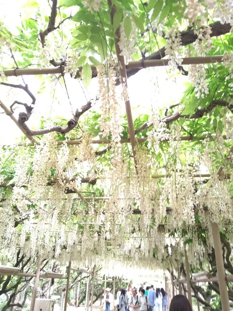 藤の花からバラへ❀フラワーパークを楽しむ_1_11