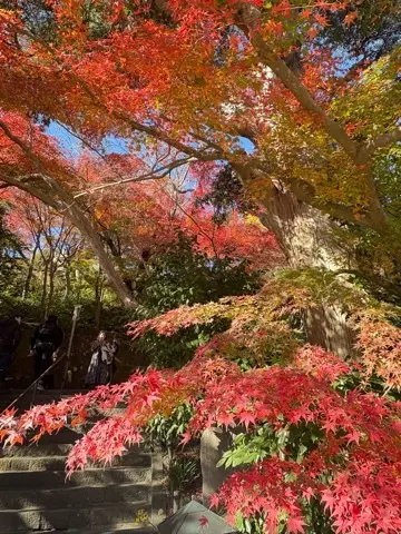 想像以上の絶景に出会えた神奈川の紅葉の見どころ〜北鎌倉・鎌倉編〜_1_8