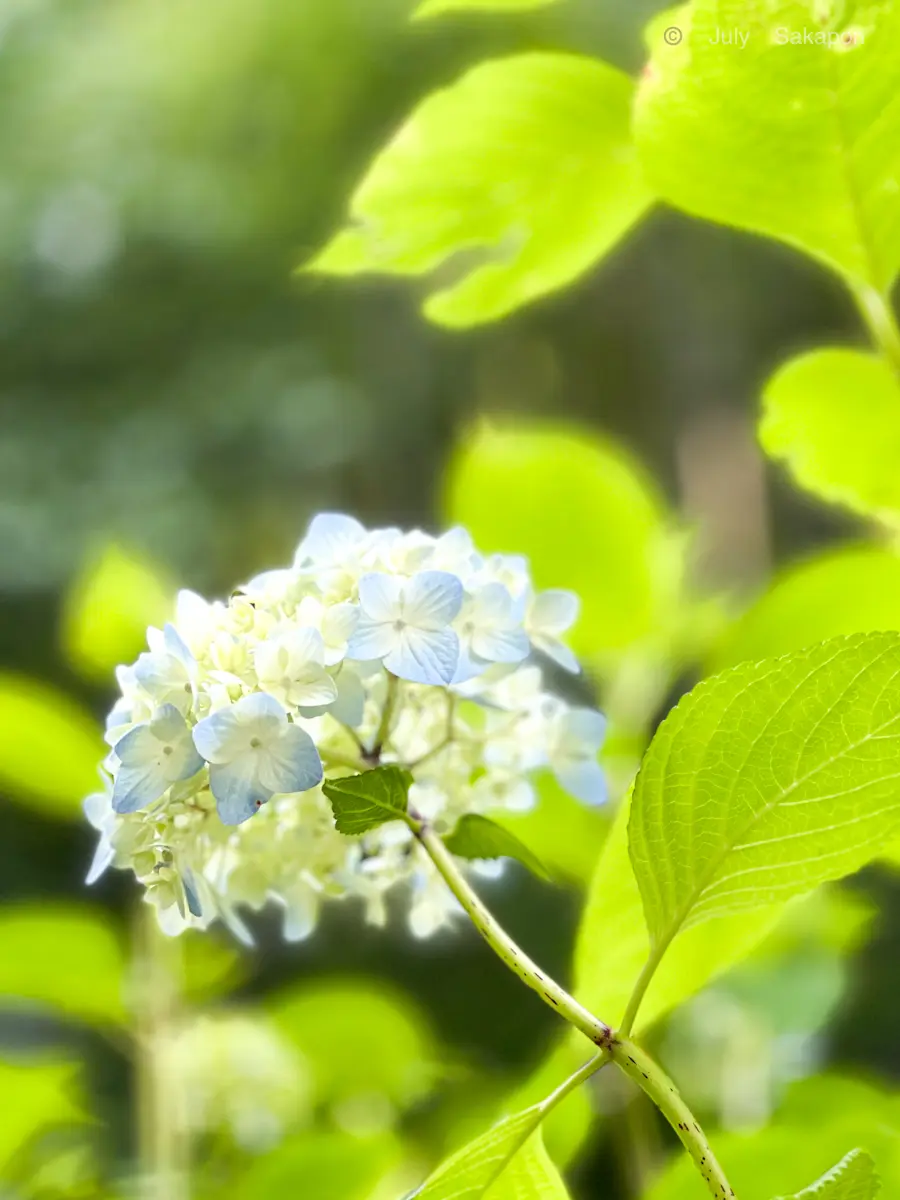【鎌倉の紫陽花】2025.6.1撮影_1_4