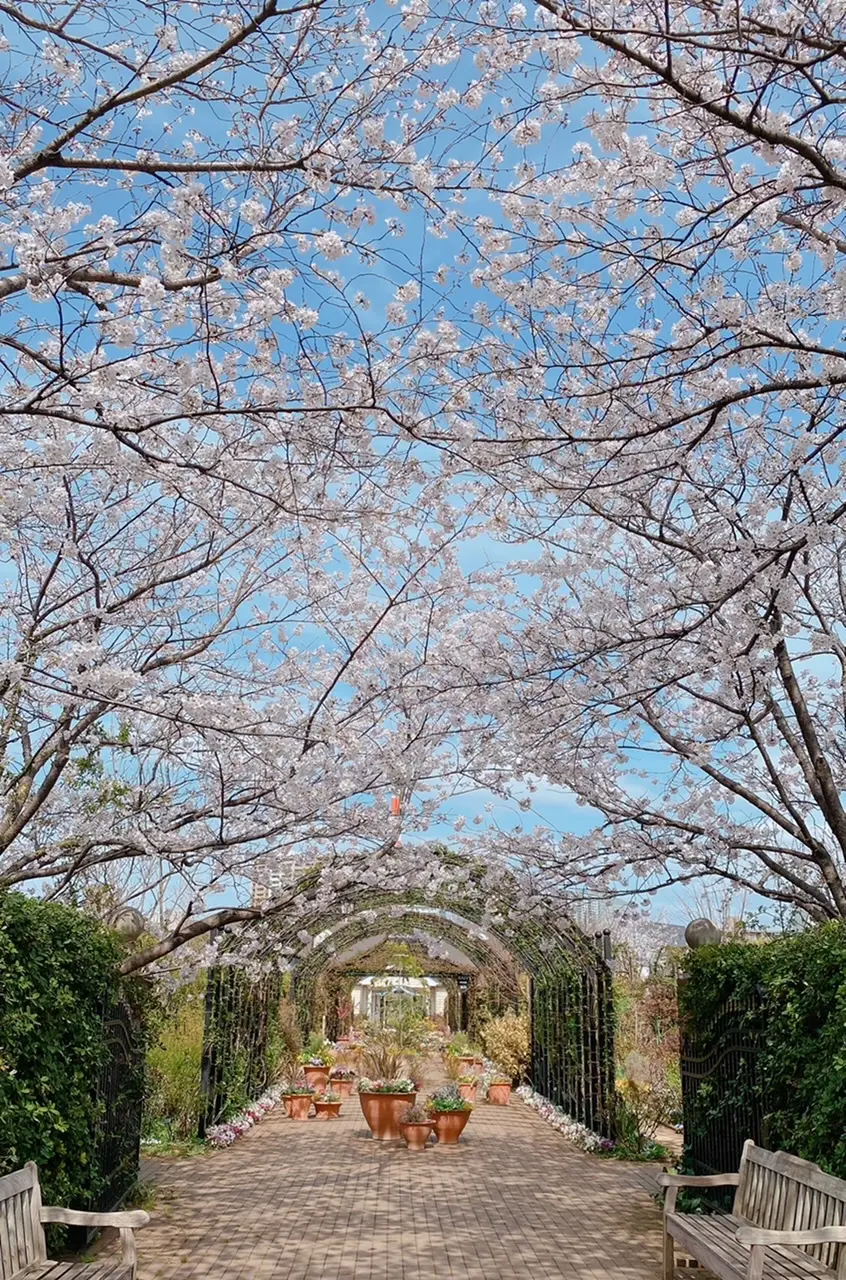 横浜イングリッシュガーデン桜のトンネル