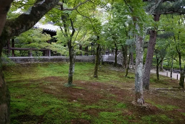 東福寺の紅葉と苔