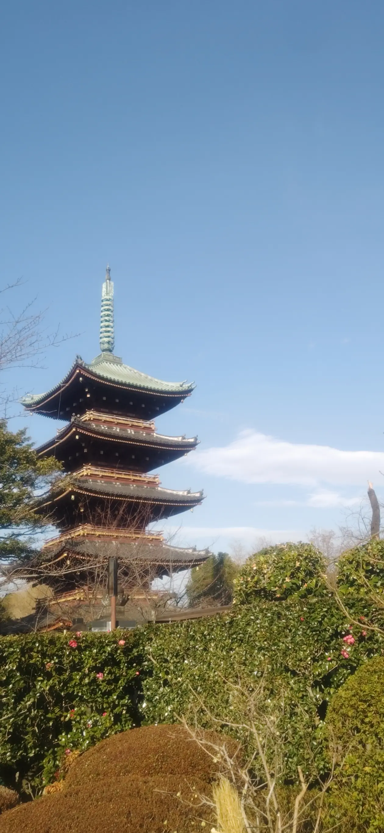 大人の遠足【上野東照宮ぼたん苑】アラフィフソロ活動_1_8