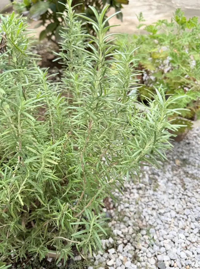 限定いちごクリームラスクと香りを楽しむシンプルハーブティー🌿_1_4