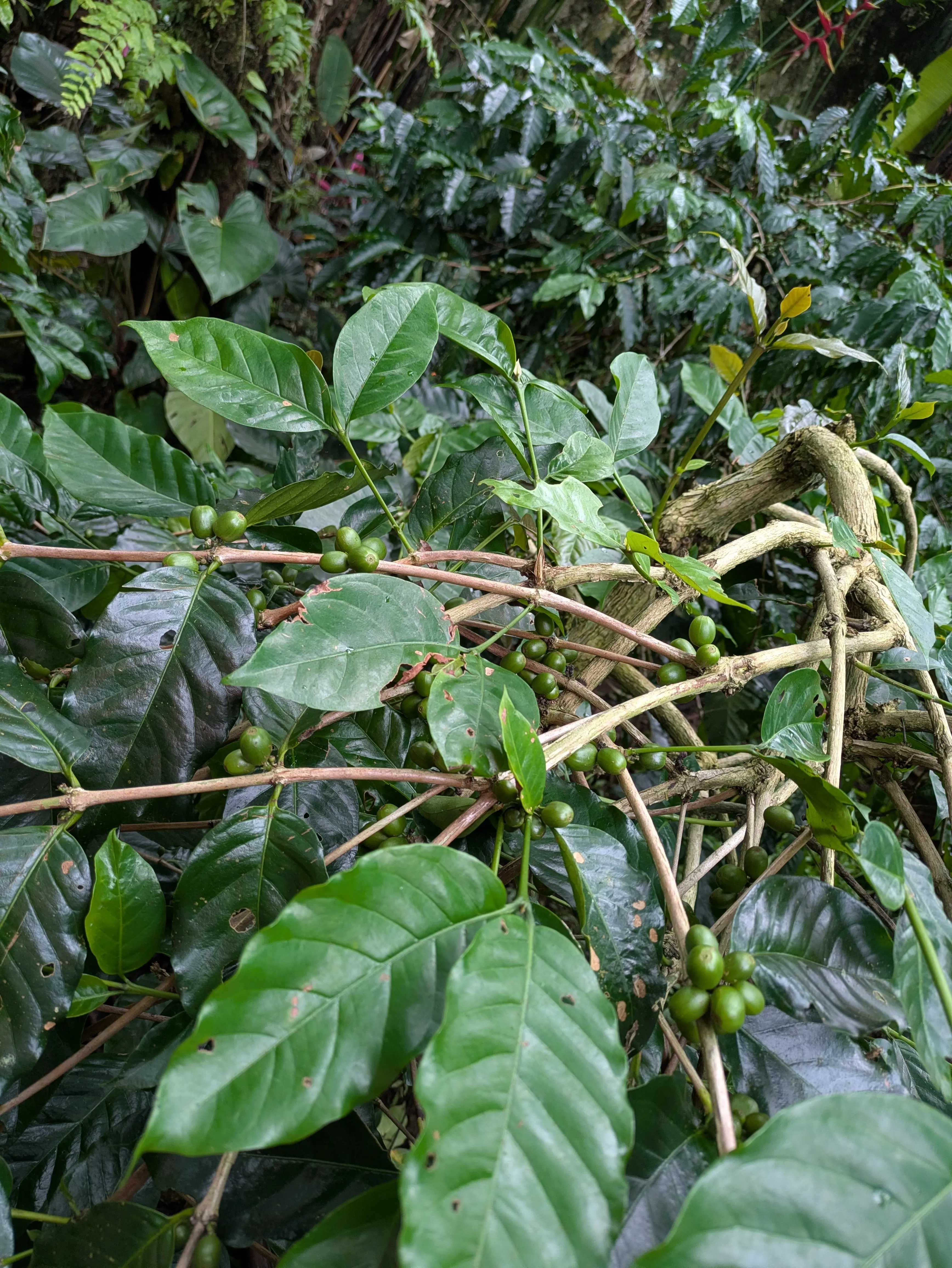 【2026年冬旅】年越しは夫婦で初めてのバリ島へ！その③_1_20-2