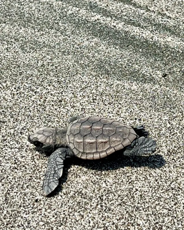 アカウミガメ