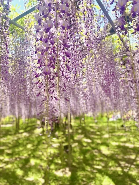 紫の藤の花　大藤棚