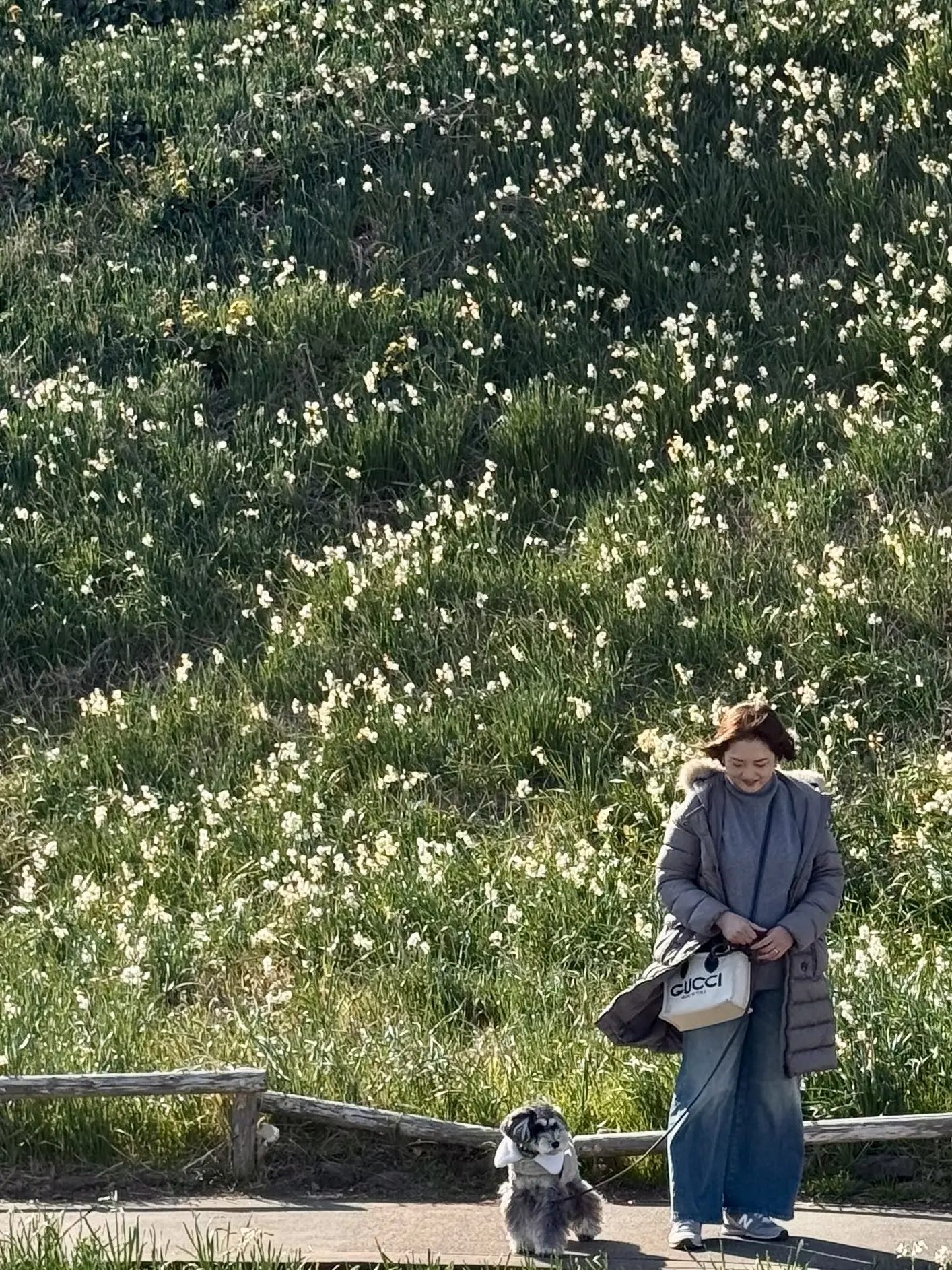 水仙まつり　梅澤千佳子