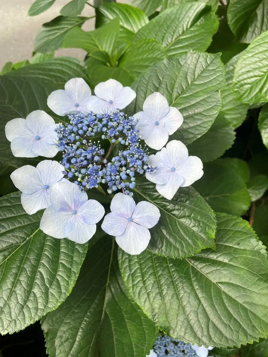 銀座に咲く紫陽花