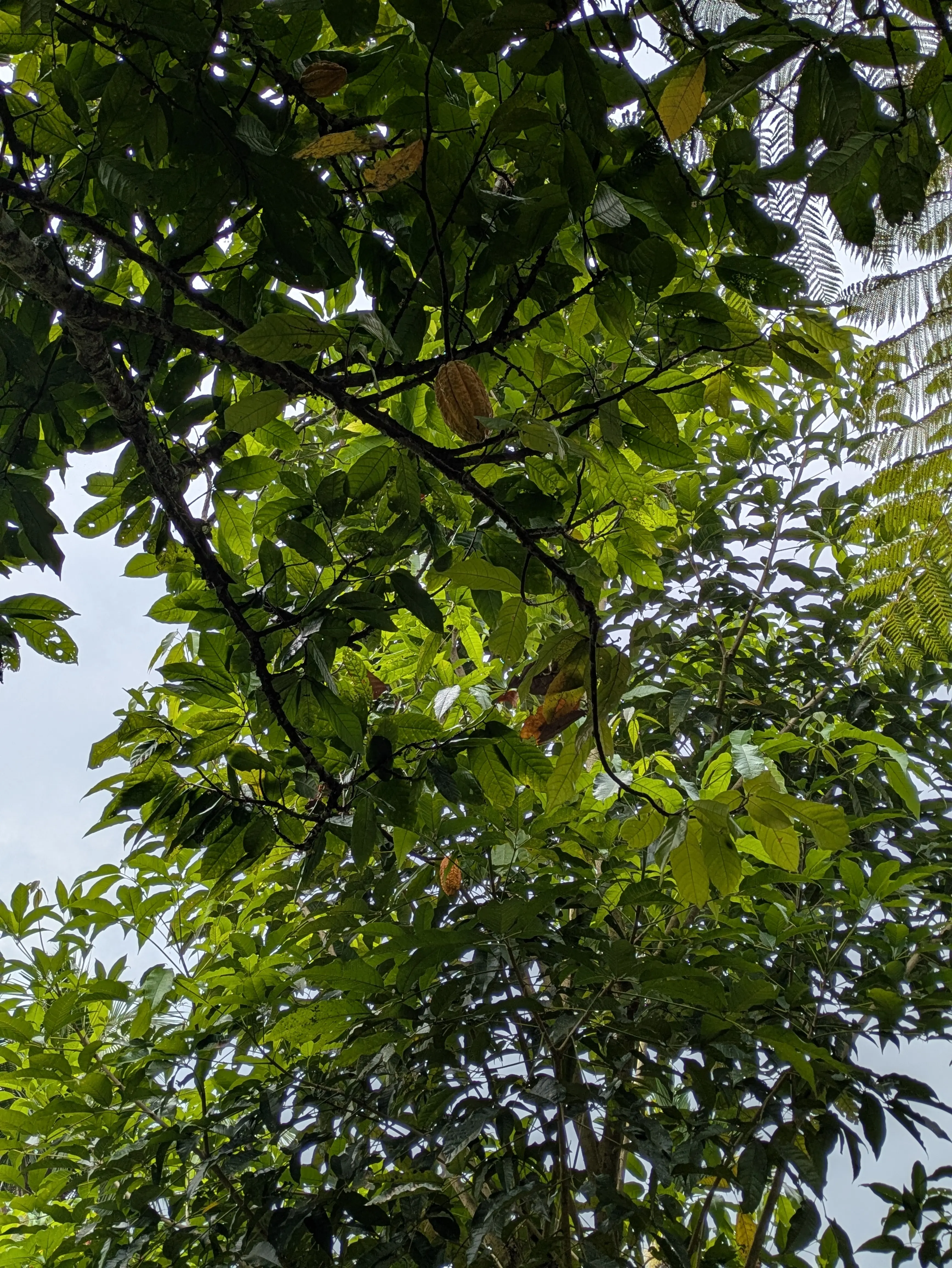 【2026年冬旅】年越しは夫婦で初めてのバリ島へ！その③_1_22-2