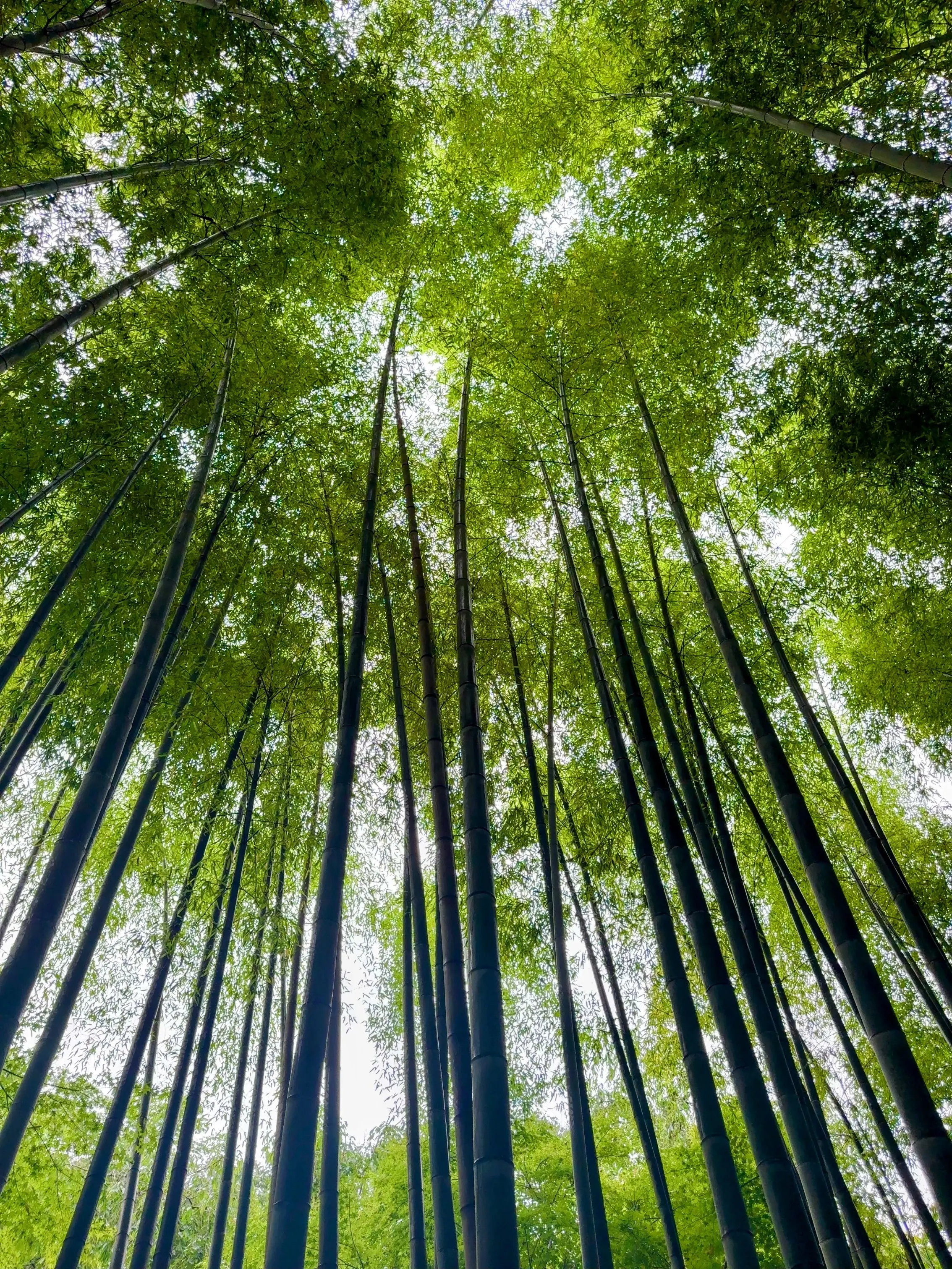 紫陽花の季節、自分で仕立てたお着物で古都鎌倉・明月院へ_1_14