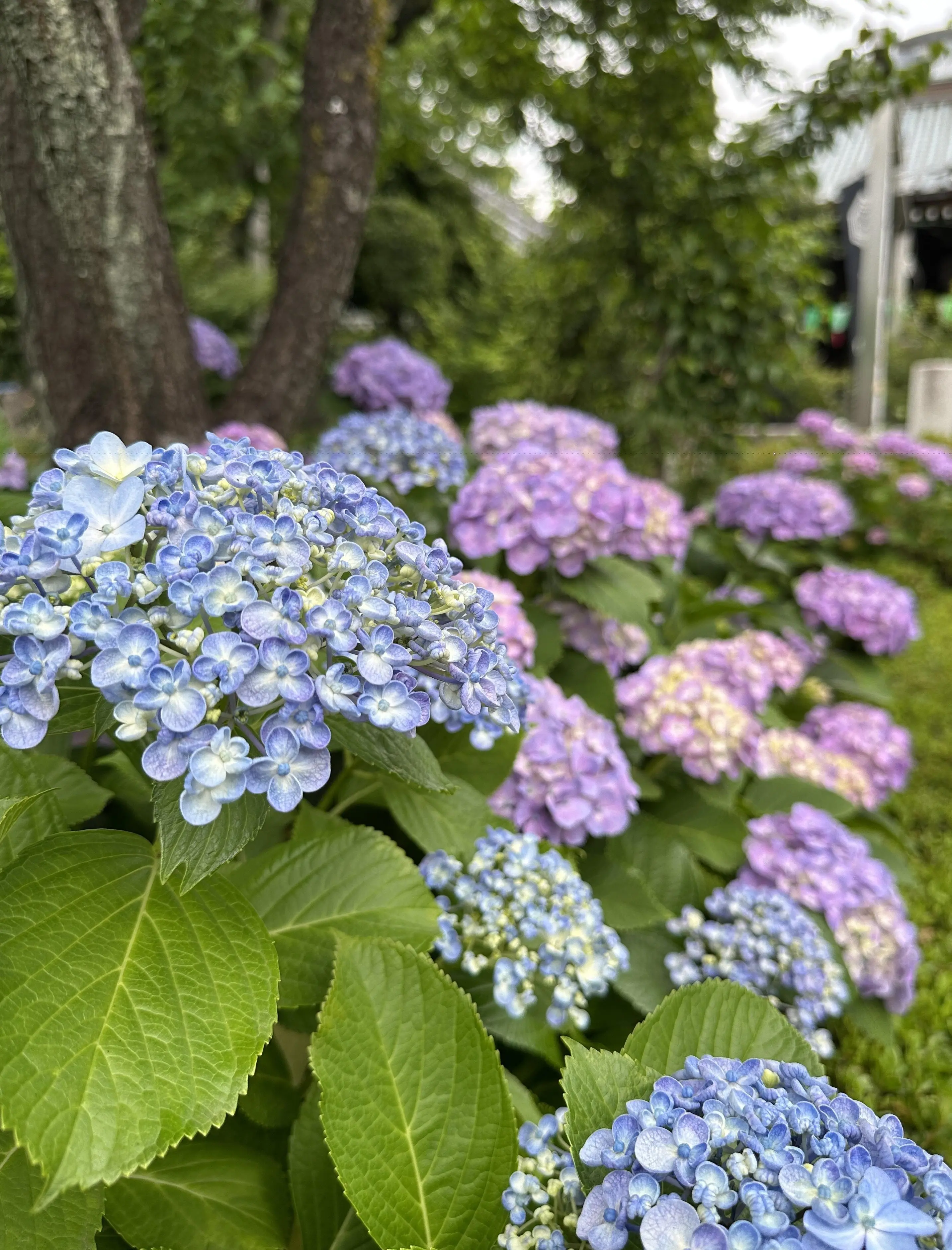 紫陽花と手水舎