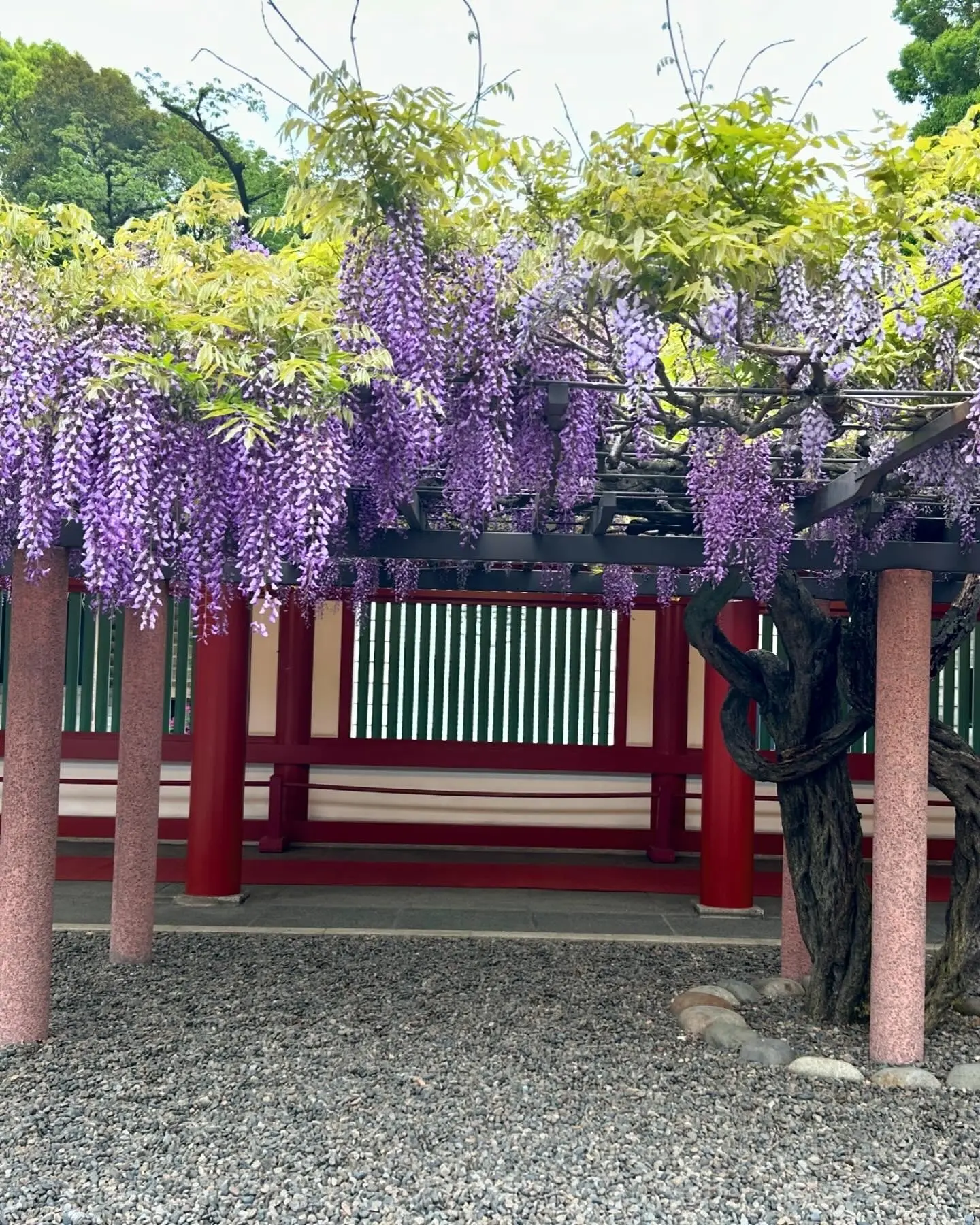 デニムコーデで花散歩　都内屈指のパワースポット日枝神社の藤の花に誘われて_1_4