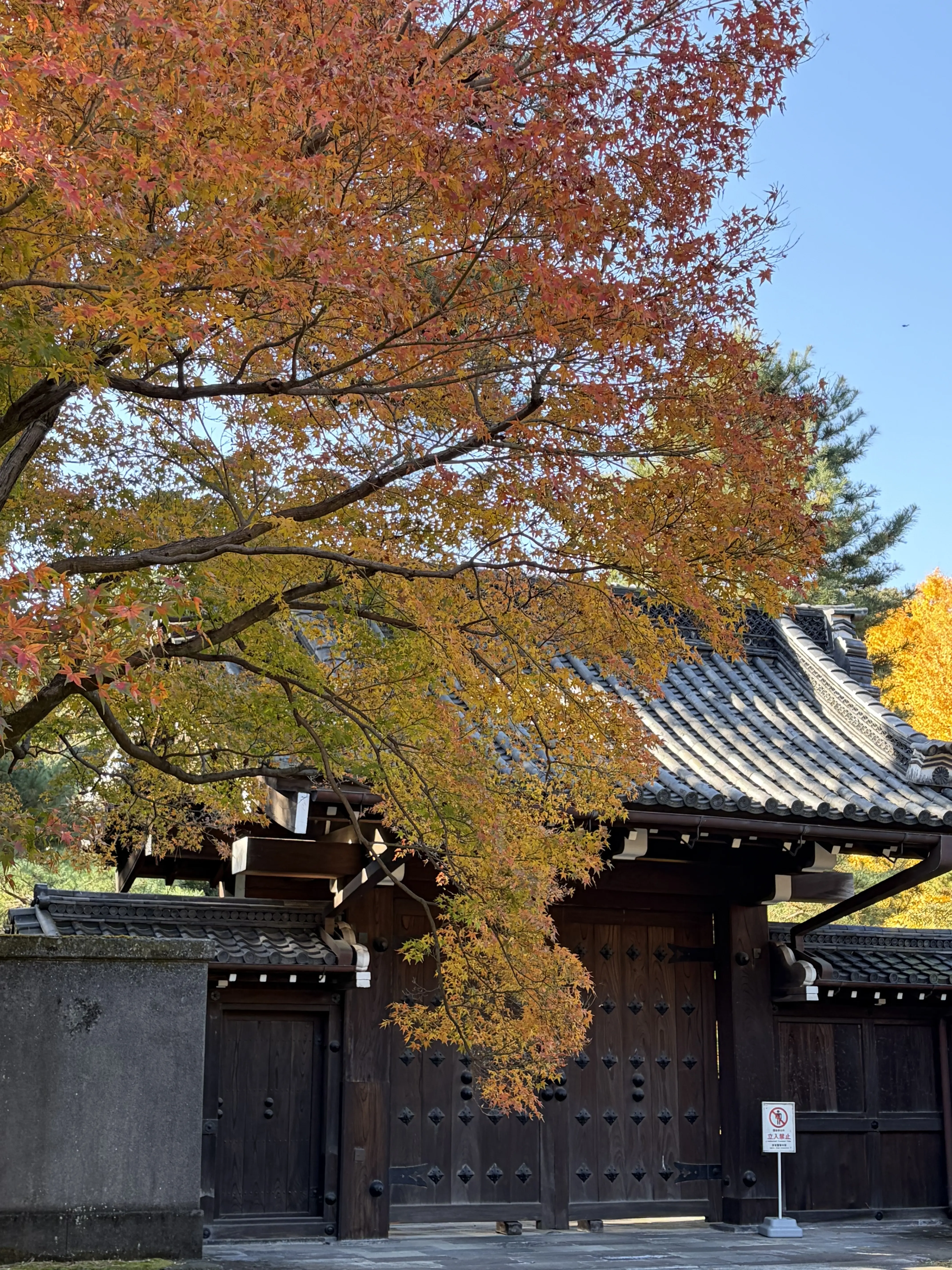 局門付近のモミジ