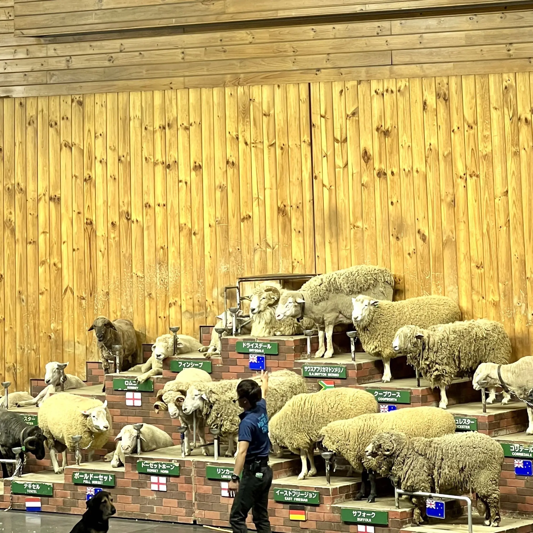 千葉県の「マザー牧場」　動物ショー　羊のショー