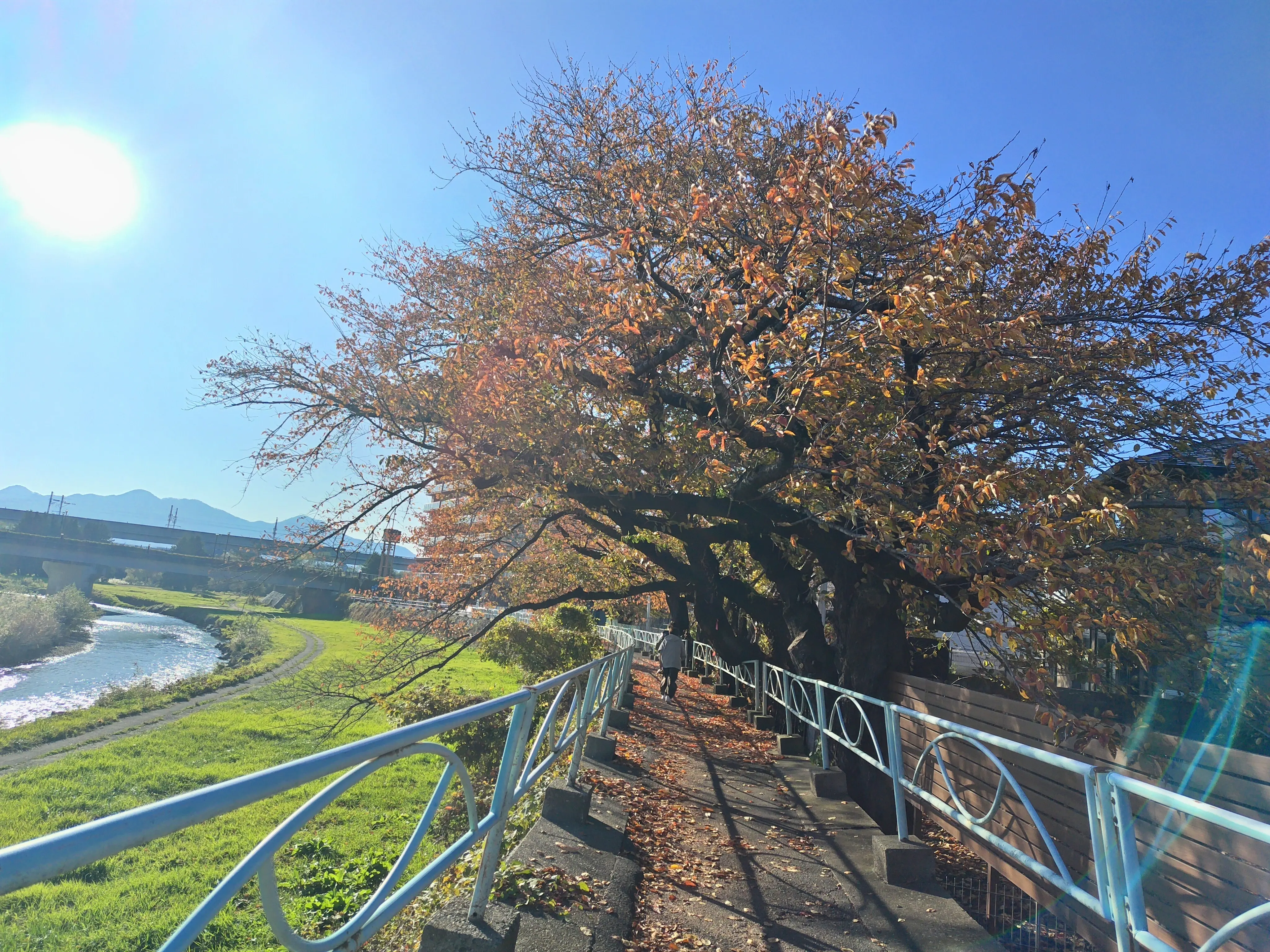 中津川　秋の装いの桜のトンネル