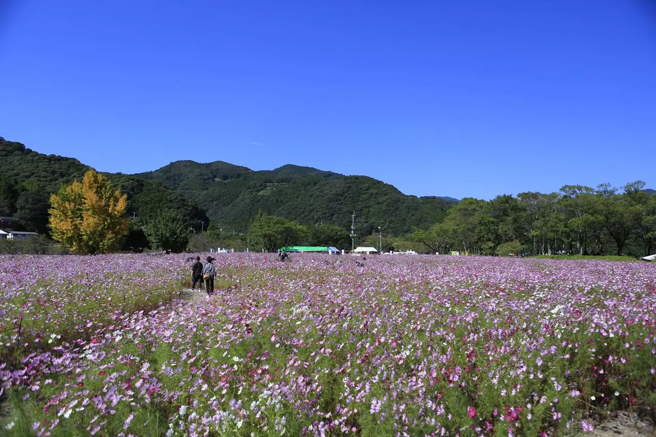 リョーマの旅 高知県越知町　宮の前公園 コスモス畑