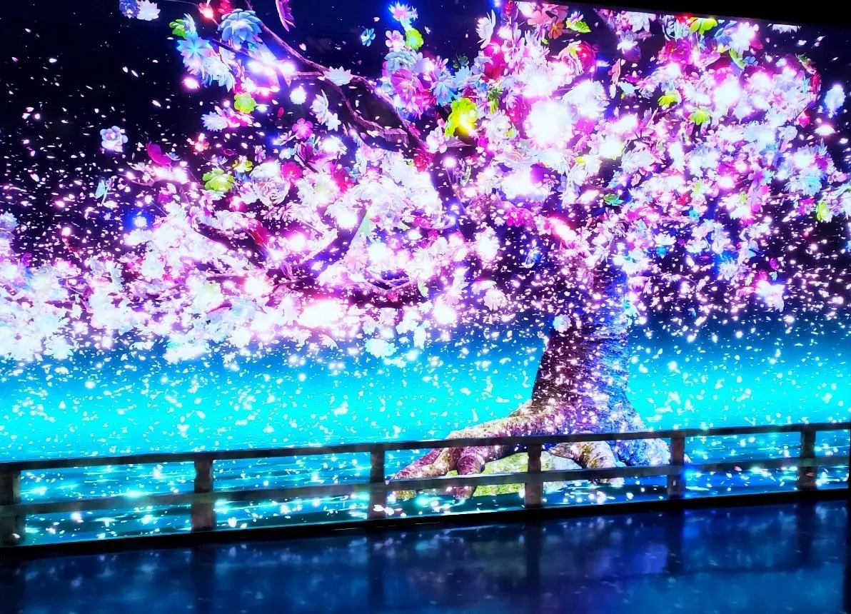 壁に写し出される綺麗な桜のデジタルアート