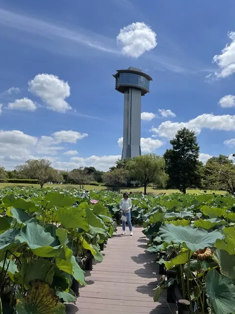 埼玉県行田市古代蓮とタワー