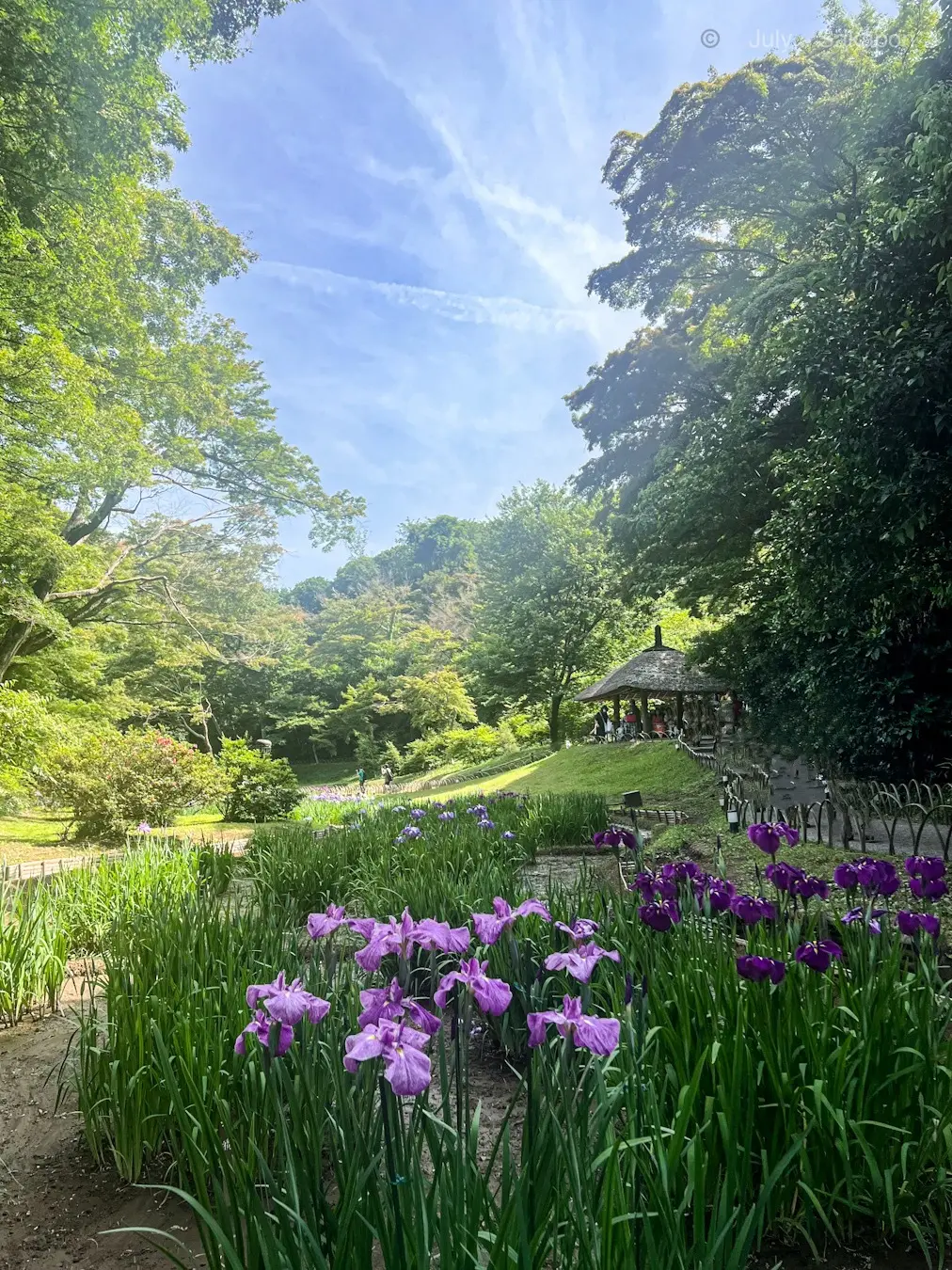 【明治神宮御苑】花菖蒲2025.6.7_1_3