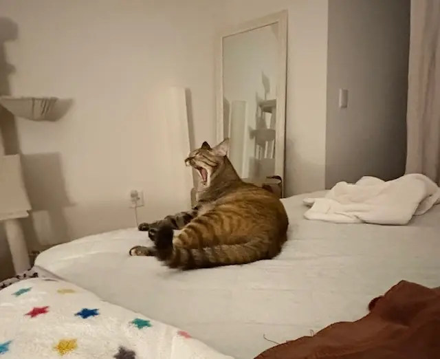 保護猫