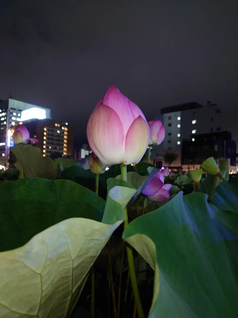 夜の蓮の花アップ