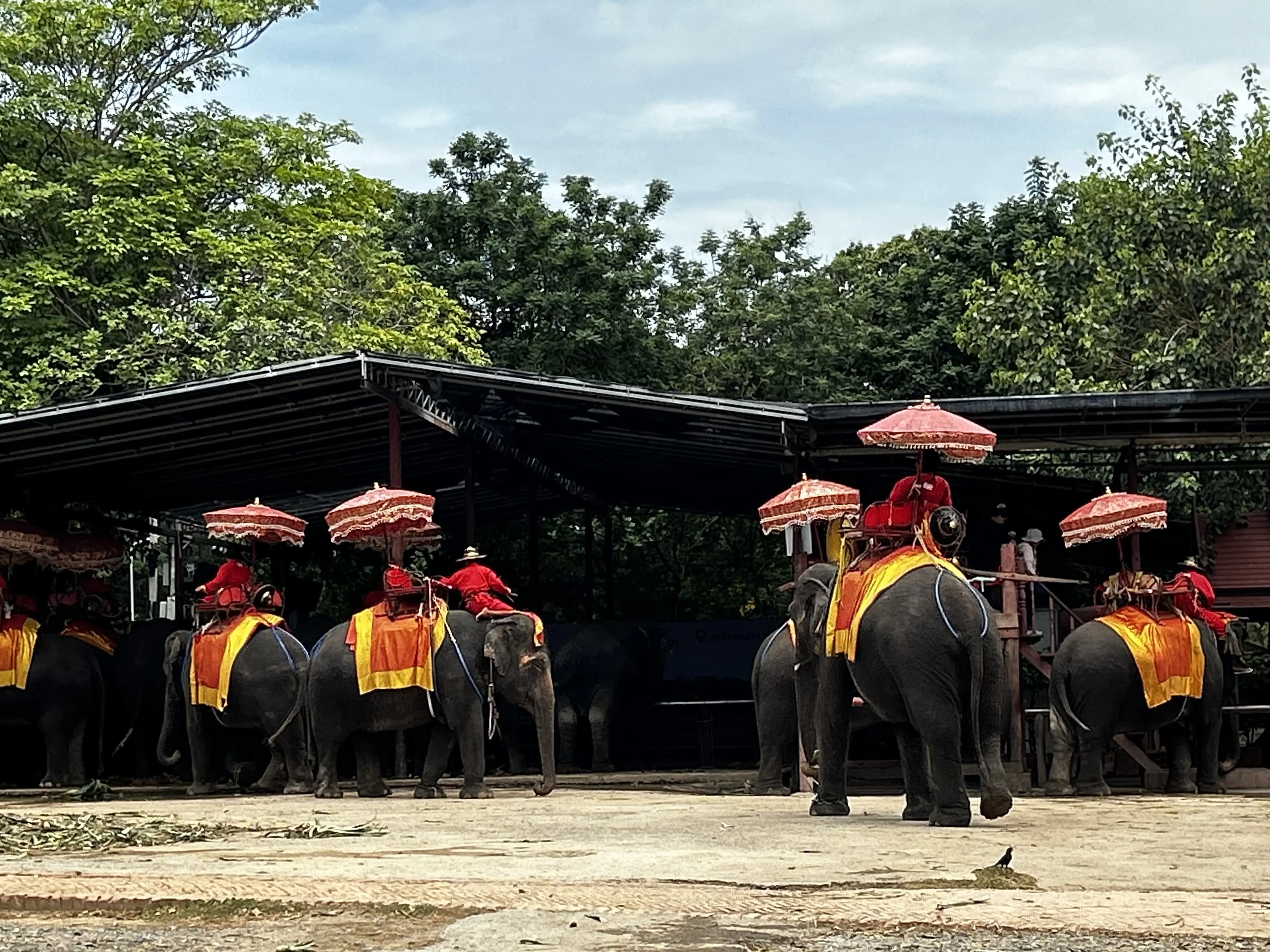 アユタヤ遺跡　象のパーク　Ayutthaya 　ซากโบราณสถานอยุธยา