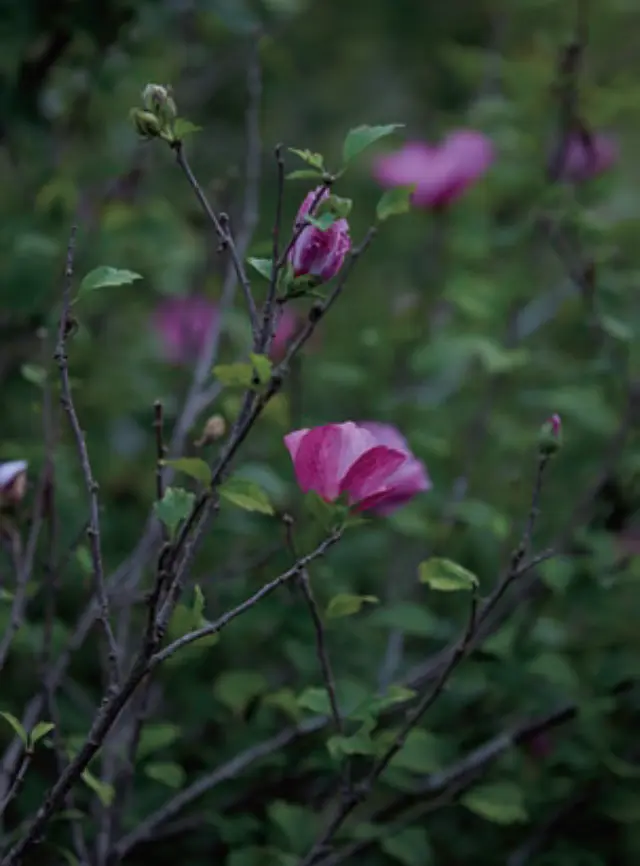 国内旅行　能登　能登イタリアンと発酵食の宿 ふらっと　庭の花
