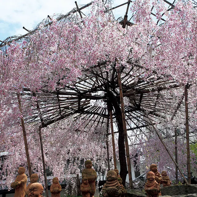 京都中心街のビルの谷間、六角堂に咲く枝垂れ桜