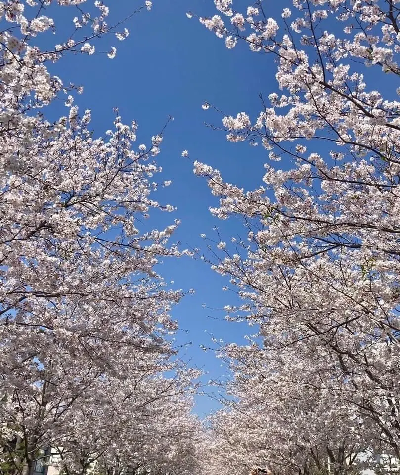 「鎌倉さんぽ」桜の季節とお気に入りの茶寮_1_1