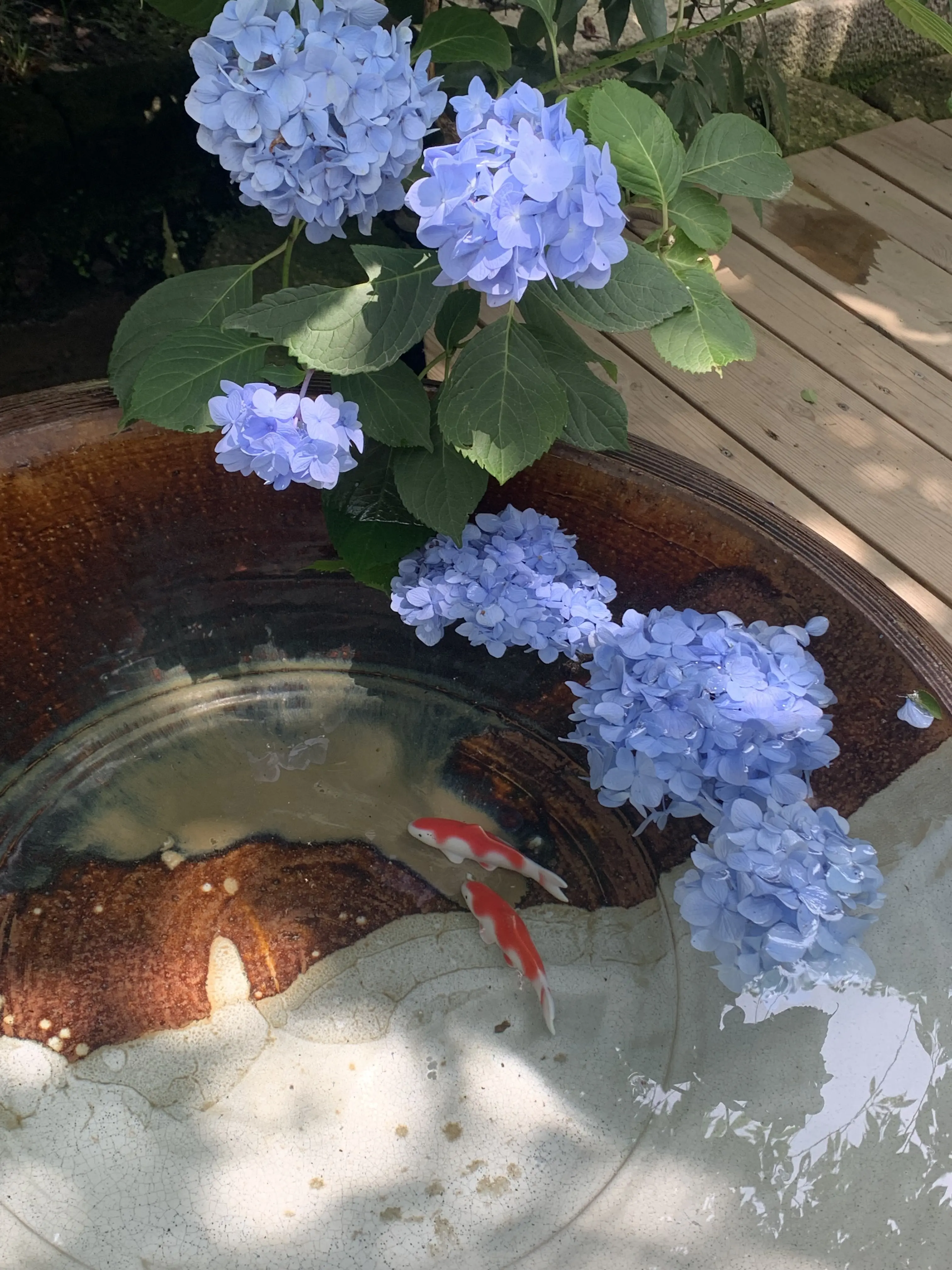 手水鉢と紫陽花