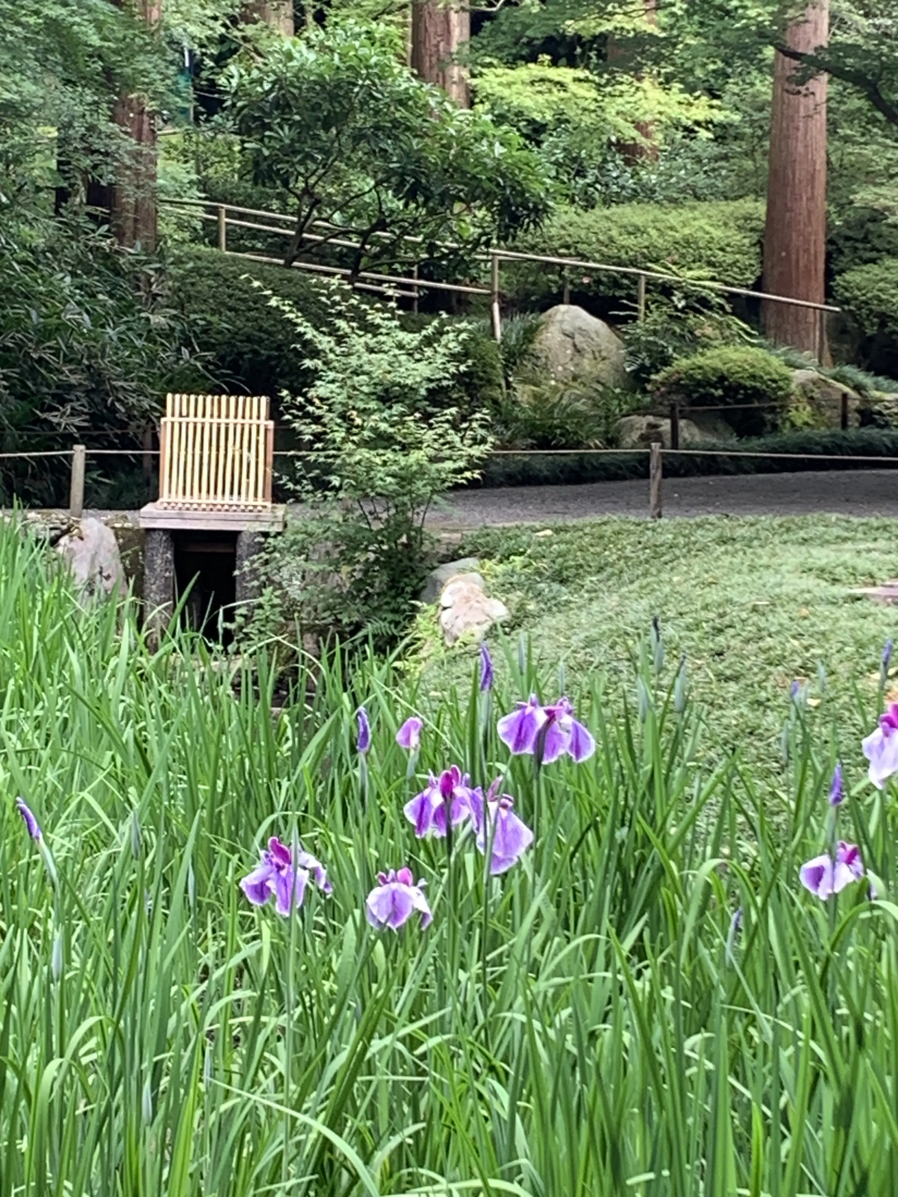 明月院のハナショウブ