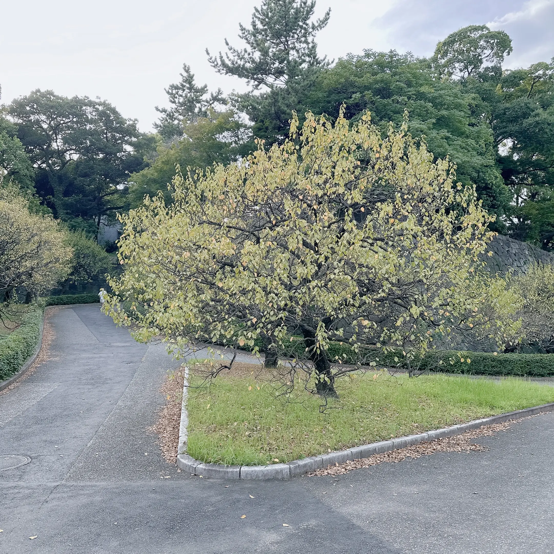 皇居東御苑の敷地内宮