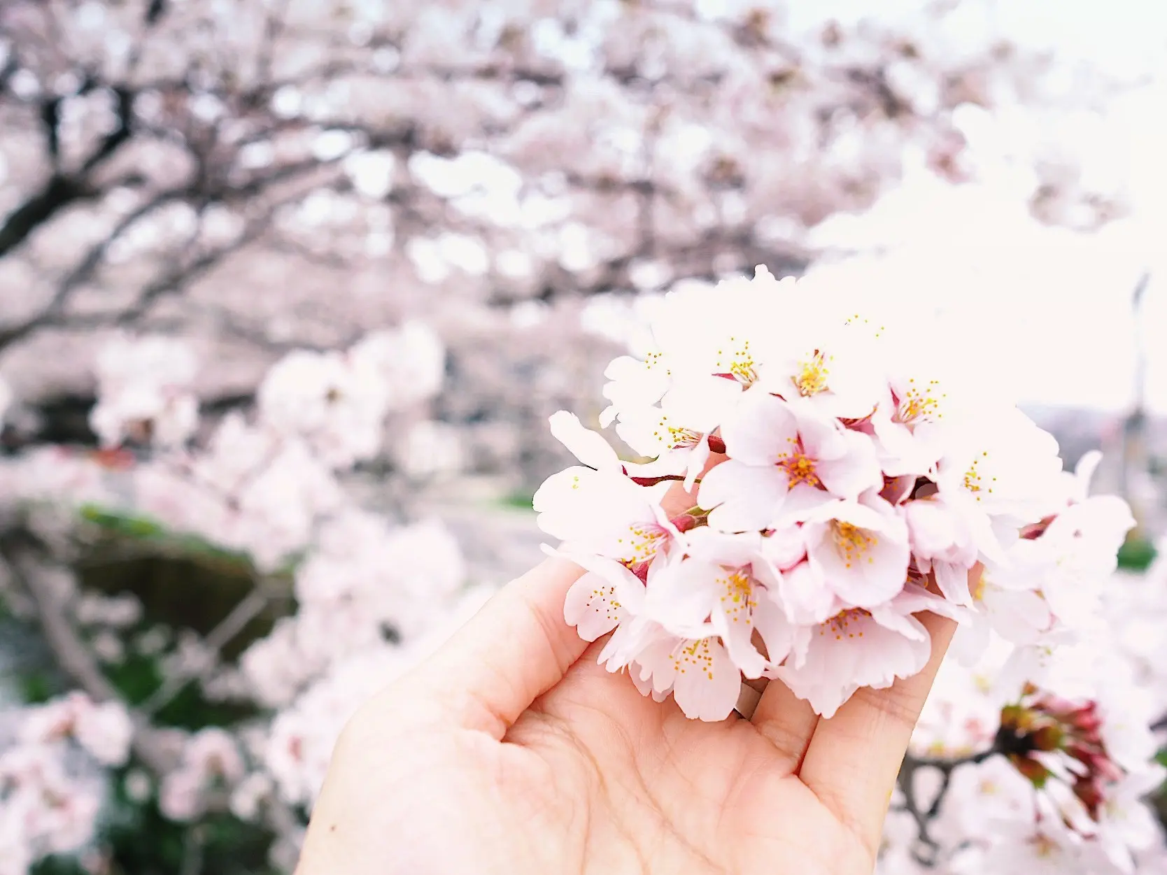 ニューヘアスタイルの春、桜めぐり_1_8