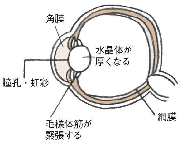 近くを見るときのしくみ